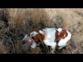 Hungarian Partridge Hunting