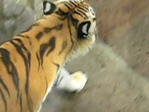 Видео: Тигр (Ленинградский зоопарк) / Tiger (the Leningrad zoo)