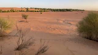 #Dubai #Dubaidesert Dubai Desert Conservation Reserve | rangers explanation.