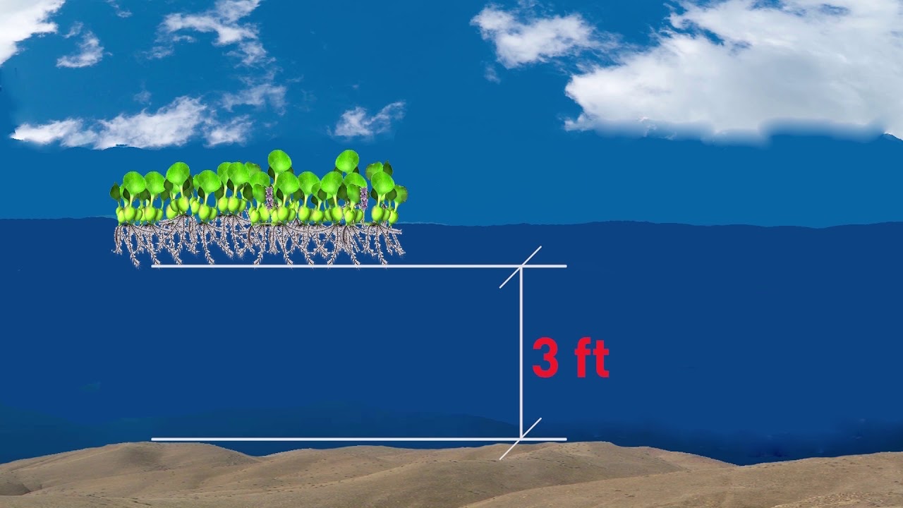 Fishing The Hyacinth After A Cold Front YouTube