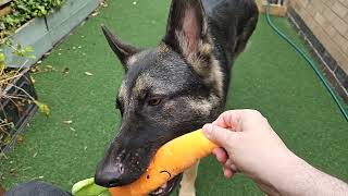 GERMAN SHEPHERD PLAYING IN THE GARDEN by DOGS BEING DOGS 82 views 5 months ago 24 minutes