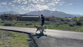 40 second trailer of our Doggy Summer Routine by Pixton Pets & Adventures 101 views 11 months ago 41 seconds