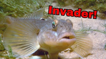 The MOST Controversial Fish ep.6- Round Goby (2nd reupload)