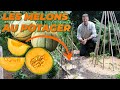 Plantez des melons pour un potager plus exotique  que faire dans mon jardin  semaine 23