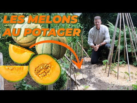 Vidéo: Cantaloups en treillis - En savoir plus sur la culture verticale de cantaloup dans les jardins