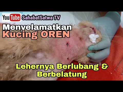 Video: Lubang Di Trakea Di Kucing