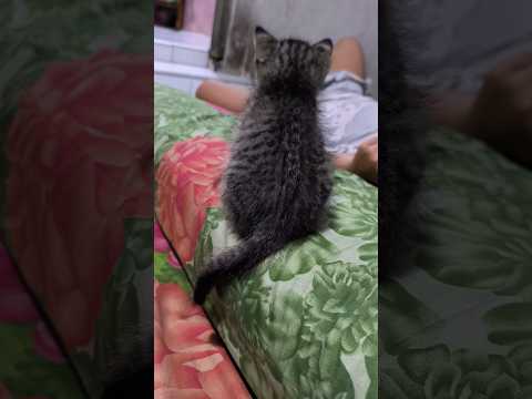 lucu #cat #kitten #imut #kucing