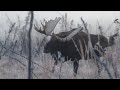 67 Inch giant moose within bow range.