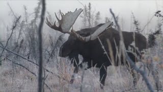 Troy Sessions - 67 Inch giant moose within bow range. by 60 Inch Club 67,006 views 4 years ago 17 minutes