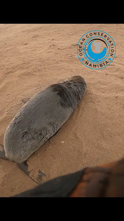 Seal Pup Plays Dead After Being Rescued #sealrescue