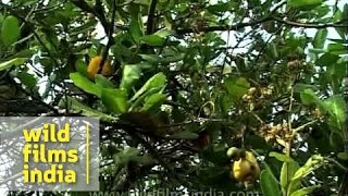 Cashewnut tree with fruit