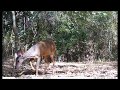 Vários bichos estão frequentando o pé de tamboril