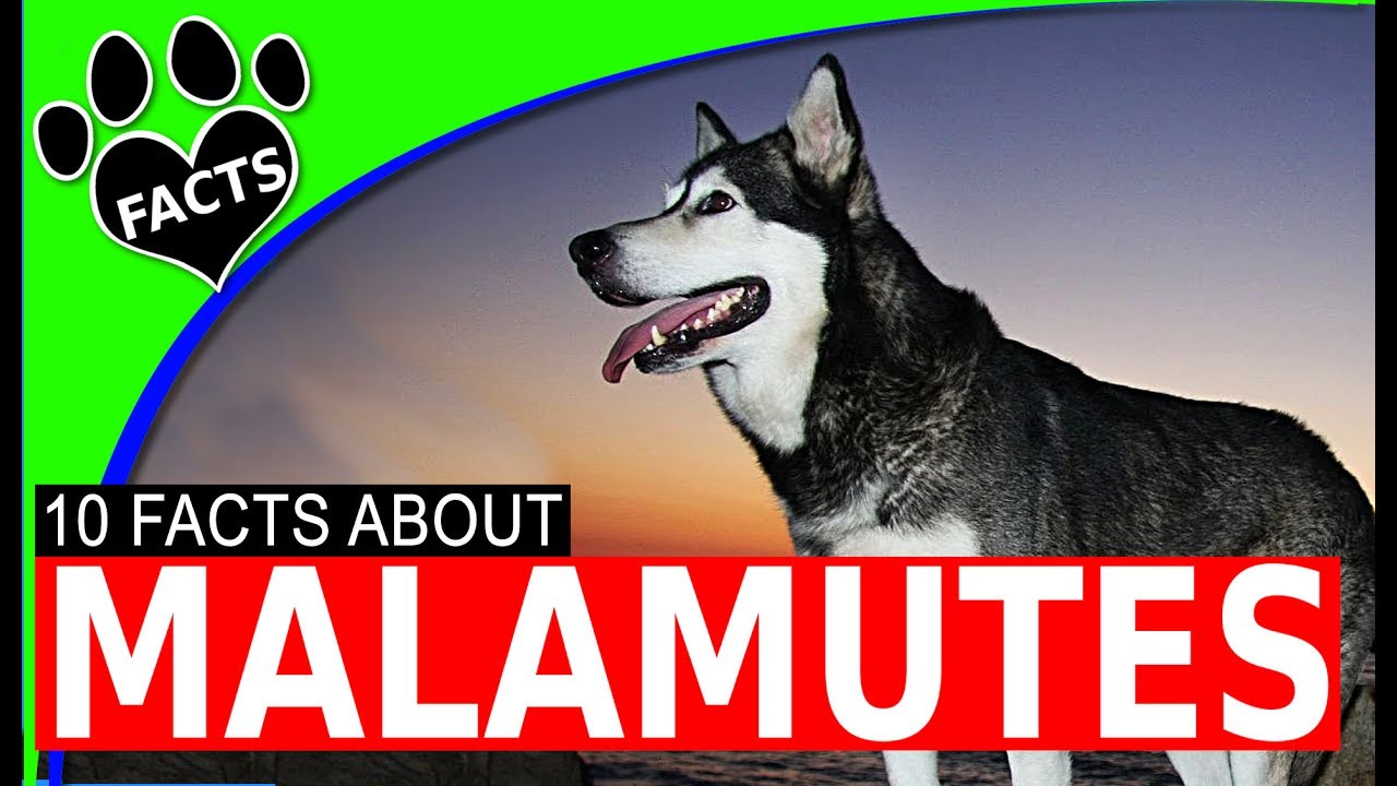 Dogs 101: Alaskan Malamute Most Popular Dog Breeds - Animal Facts