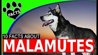 Alaskan Malamute Dogs 101