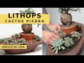 Composición floral con cactus piedra o LITHOPS - Decogarden - Jardinatis