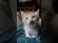 #cat #shorts #tyla #cats #cutebaby #cute ❤️☺️🥰😍🤩