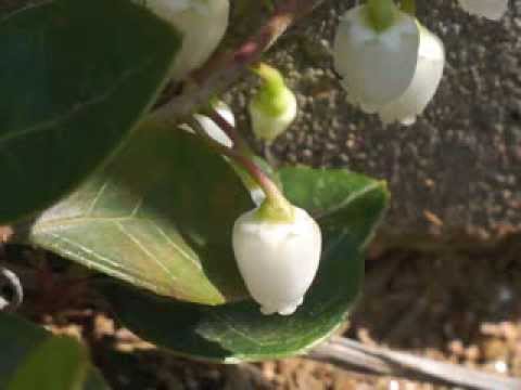 Plant portrait - Wintergreen (Gaultheria procumbens)