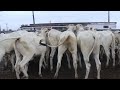 FEIRA DE GADO DE CAPOEIRAS PE  DIA16.04.21