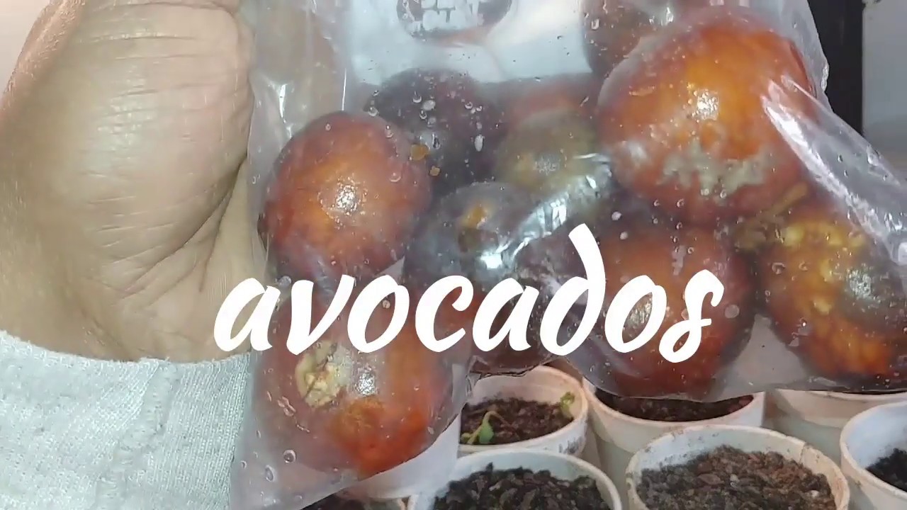 How to grow avocado from seed