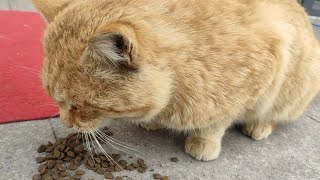 昨天下午 带了近一周的猫粮终于派上用场了 偶遇一只大橘猫