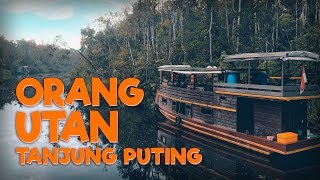 Liburan Cantik Orang Utan Tanjung Puting