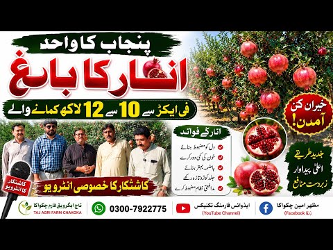 Punjab Ka Wahid Anar Ka Bagh | 1 Acre Se 10 Se 12 Lakh Ki Kamai