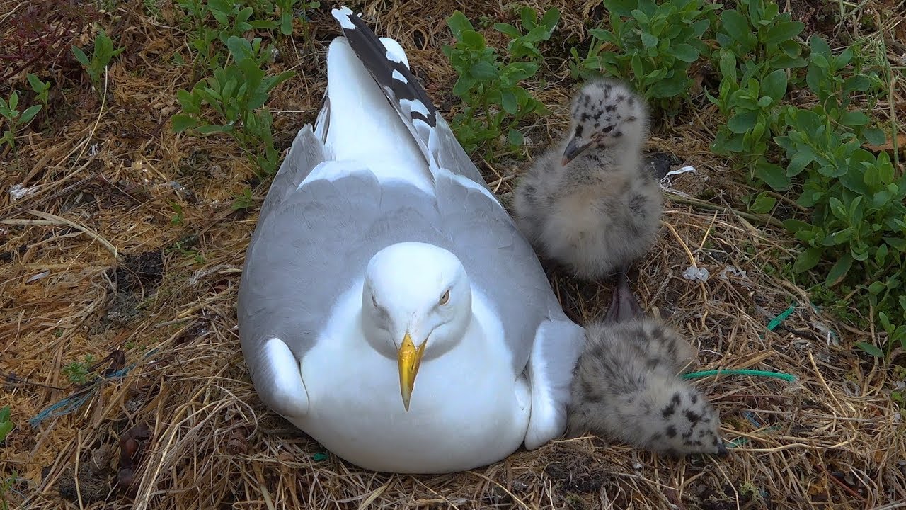European Herring Gull feeding chicks Sand Eel Newlyn Cornwall May
