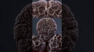 THE BRAIN: THE GLYMPHATIC SYSTEM EXPANDING NEURAL SPACE BY 60 PERCENT TO FLUSH METABOLIC WASTE