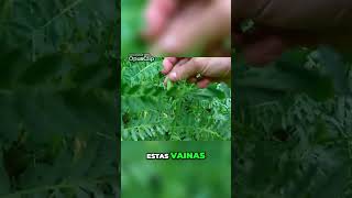 Descubre la planta de vicia sativa