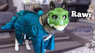 My Dogs Try On Funny Halloween Costumes 🎃