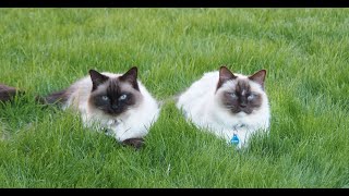 Cute Ragdoll Cat Playtime by Ragdolls 4 Real 🐱 177 views 7 months ago 1 minute