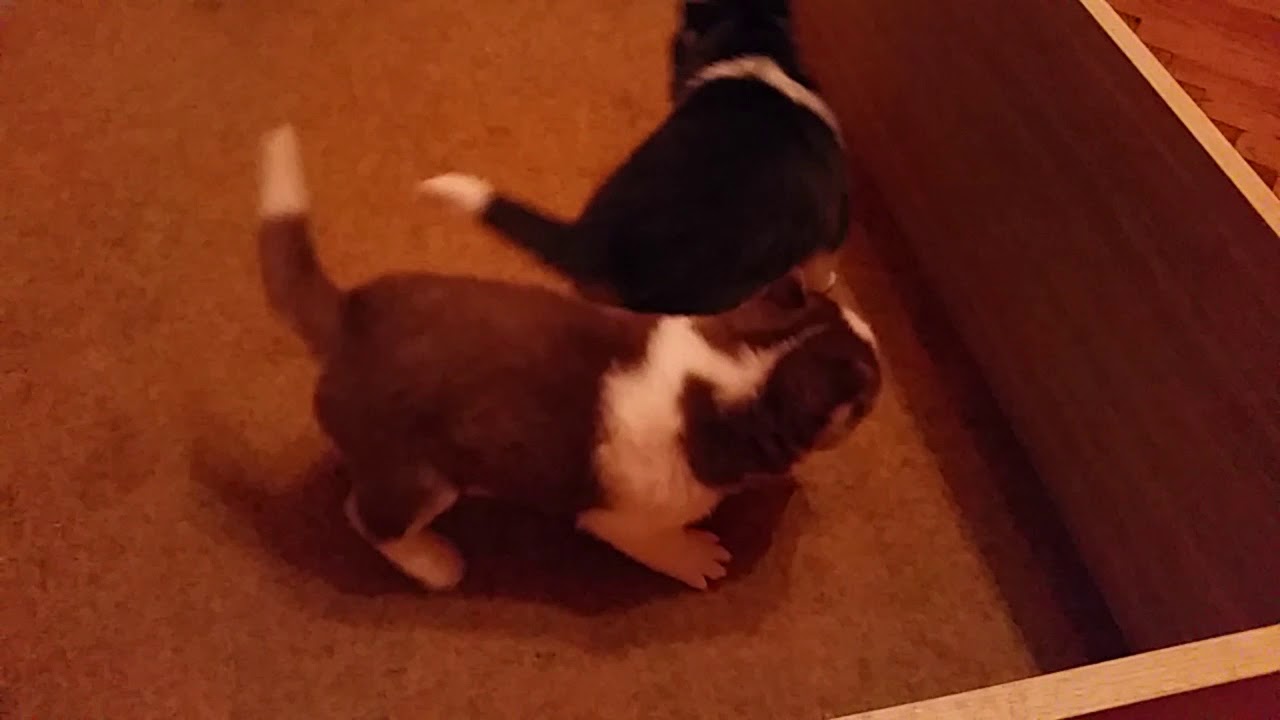 camera iphone 8 plus apk Besty - Paco babies 26 days old