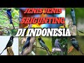 JENIS BURUNG SRIGUNTING YANG ADA DI INDONESIA 🇮🇩