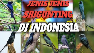 JENIS-JENIS BURUNG SRIGUNTING YANG ADA DI INDONESIA 🇮🇩