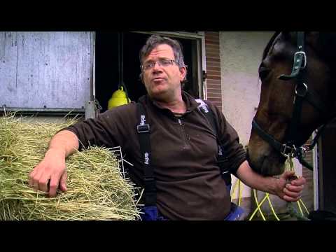 Vidéo: Trotteur Cubain Race De Cheval Hypoallergénique, Santé Et Durée De Vie