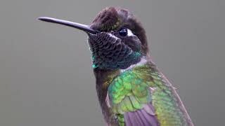 Southeast Arizona Birding  October 2022  4K Footage