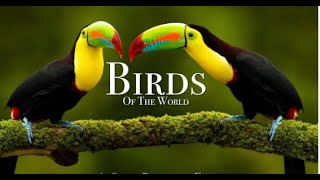 Birds Of The World