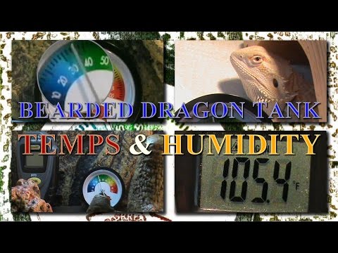 Our Bearded Dragon Tank Temperatures and Humidity Levels 