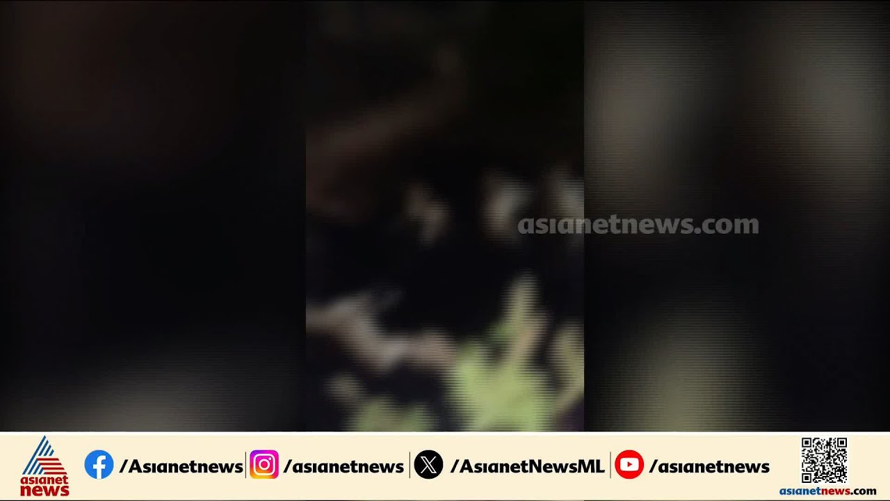 ടാറിൽ അകപ്പെട്ട് 9 തെരുവ് നായകൾ, സംഭവം കോഴിക്കോട് പന്തീരാങ്കാവിൽ