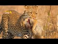 Most Terrifying Leopards Attacks Ever Recorded | Animal Fights