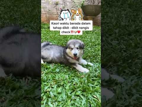 Video: Apakah binky masih memelihara anjingnya?