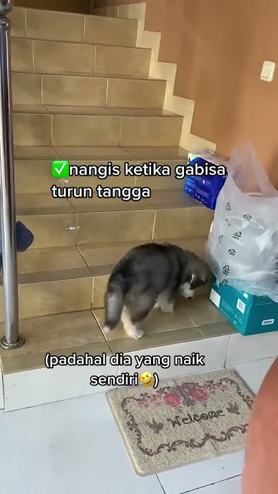 VIDEO WAKTU KAORI LAGI DI TAHAP DIKIT-DIKIT NANGIS‼️🥺
