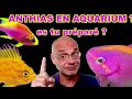 Introduction au monde des anthias