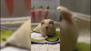 Guinea pig moments capture 😍🐹 | Guinea pig funny moments 🐹 #guineapig #funny