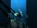 The ocean is my reset button. 🩵🌊 | Scuba Diving adventure #divng #ocean