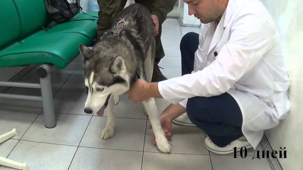 Собака после инсульта. Грыжа позвоночника у собаки. Собака после операции на позвоночнике. Реабилитация собак грыжа.