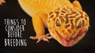 Breeding Leopard Geckos? Things to Consider!