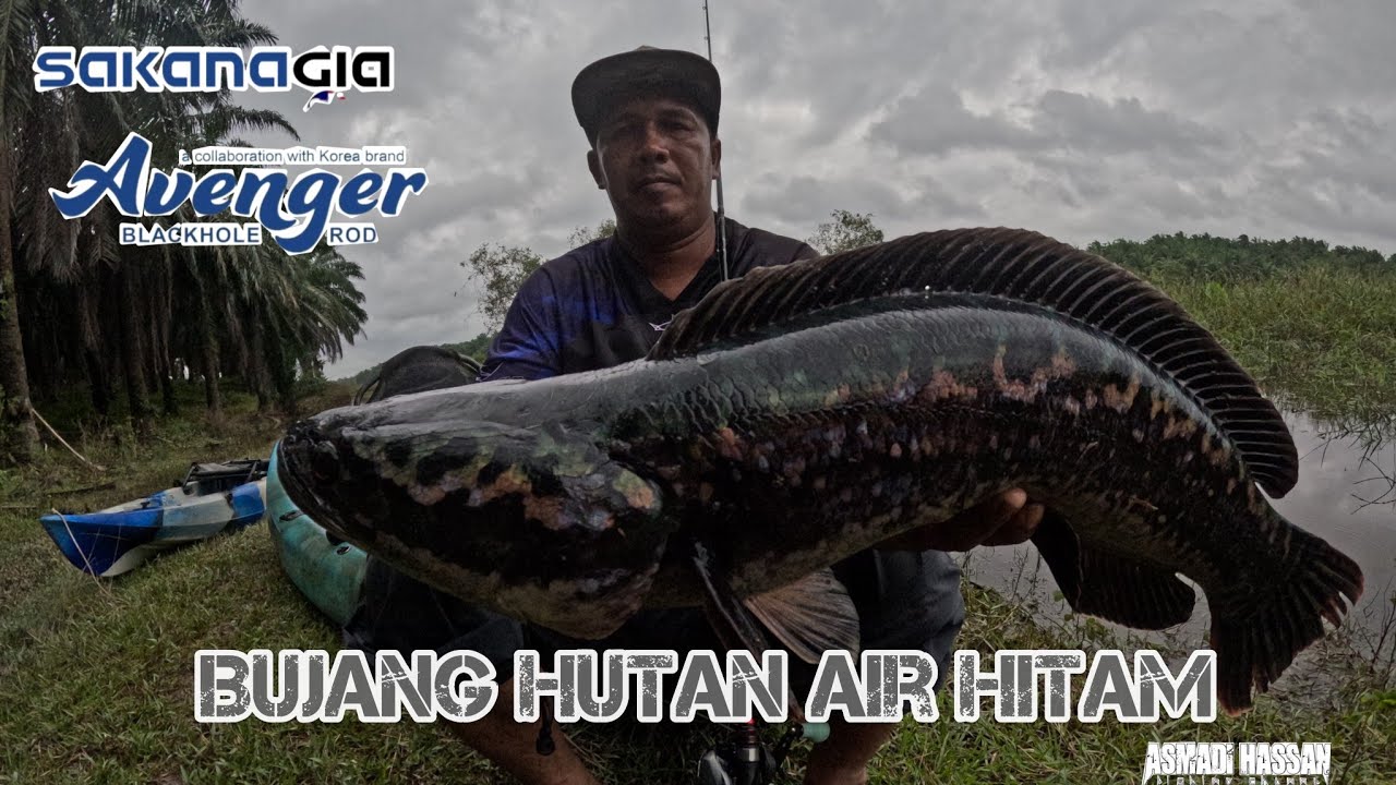 Toman Bujang Hutan Air Hitam ||| Menguji Rod Terbaru Sakana Gia Avenger