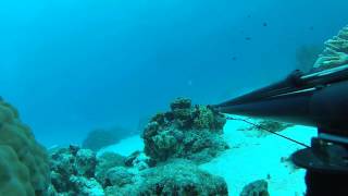 Chasse sous marine  à La Foa nouvelle Caledonie