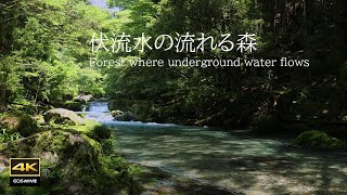 Beautiful nature of the Enbara River with flowing spring water (underground water) / Birds chirping,